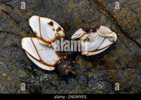 Les barnacles pélagiques du col de cygne (Lepas anatifera) ont dérivé l'astre sur la ceinture d'Amami Oshima, dans le sud du Japon. Banque D'Images