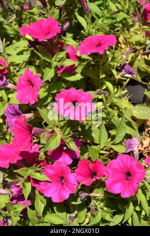 Fleurs pétunia roses en cascade sur fond de feuilles vertes. Pétunias roses à fleurs. Patch pétunia. Banque D'Images