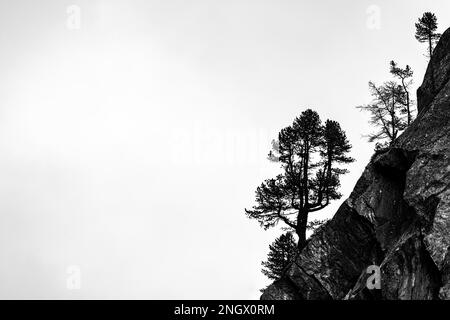 Arbres uniques sur la crête rocheuse en contre-jour, Pfosmental, Merano, Vinschgau, Tyrol du Sud, Italie Banque D'Images