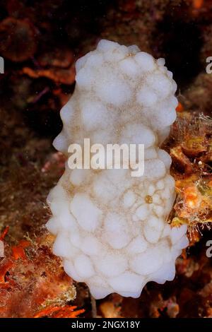 Squirt de mer blanche (Phallusia mamillata) dans la mer Méditerranée près de Hyères. Site de plongée sur la péninsule de Giens, Côte d'Azur, France Banque D'Images