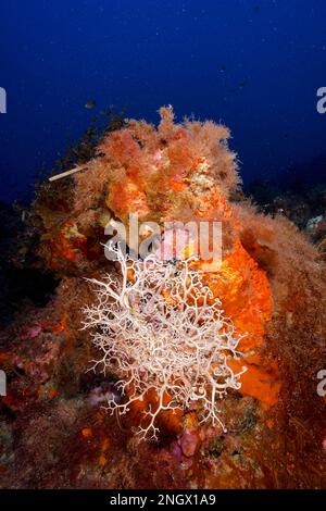 L'étoile du panier méditerranéen (Astrospartus mediterraneus) dans la mer Méditerranée près d'Hyères. Site de plongée sur la péninsule de Giens, Côte d'Azur, France Banque D'Images