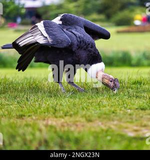 Condor andin (Vultur gryphus) dans un pré, captif, parc ornithologique, Weltvogelpark Walsrode, Basse-Saxe, Allemagne Banque D'Images