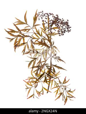 Aîné (Sambucus nigra), arbuste, baie, fond blanc Banque D'Images