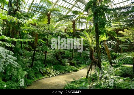 Fern House, jardin botanique, Koenigin-Luise, Lichterfelde, Steglitz-Zehlendorf, Berlin, Allemagne, Koenigin-Luise-Strasse Banque D'Images