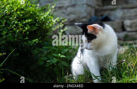 Un chat noir et blanc doux est assis dans l'herbe et regarde de côté Banque D'Images