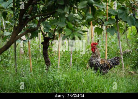 Plymouth Rock - poulets. poule dans le jardin Banque D'Images