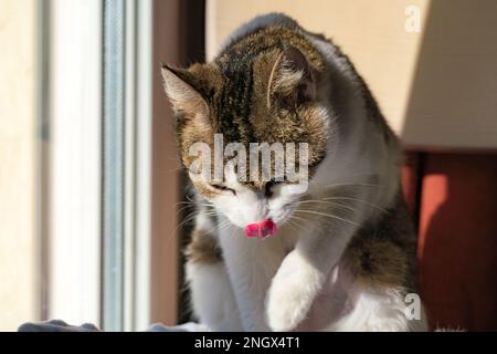 Un chat d'animal de compagnie se nettoyant lui-même Banque D'Images