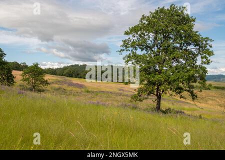 Réserve naturelle nationale de Baskett Slough, vue sur la colline de Baskett Butte avec chêne blanc de l'Oregon (Quercus garryana) Banque D'Images