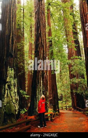 Un homme adulte s'épresse pour voir les sommets des séquoias géants dans un environnement forestier de la côte ouest à Muir Woods, Californie, près de San Francisco Banque D'Images