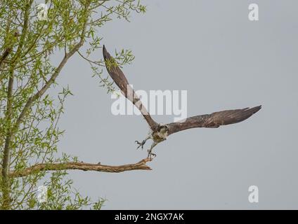 Un cliché amusant d'un Osprey (Pandion haliatus) comme il commence sa plongée pour attraper un poisson. Les talons se sont étirés, en regardant plutôt maladroit lorsqu'il s'enrôle. ROYAUME-UNI Banque D'Images