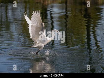 Un petit Egret (Egretta garzetta) qui s'élève hors de l'eau. Décollage d'un lac ayant attrapé un poisson. Rutland , Royaume-Uni Banque D'Images