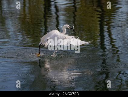 Un petit Egret (Egretta garzetta) qui s'élève hors de l'eau. Décollage d'un lac ayant attrapé un poisson. Rutland , Royaume-Uni Banque D'Images