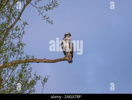 Une photo d'un Osprey (Pandion haliatus) en attente et perché dans un arbre mort. Prêt et concentré sur la tâche avant de prendre un poisson . Rutland Royaume-Uni Banque D'Images