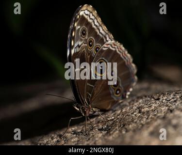 Bleu Morpho papillon perché sur un rocher. Morpho Peleides, famille des nymphalidae. Banque D'Images