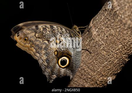 Un petit papillon perché sur une branche. Nom scientifique : Caligo de la famille des Nymphalidae. Banque D'Images