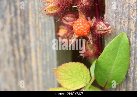 La Wineberry japonaise sauvage (Rubus phoenicolasius) est presque mûre avec des baies mûres autour et quelques feuilles vertes sur un fond en bois flou Banque D'Images