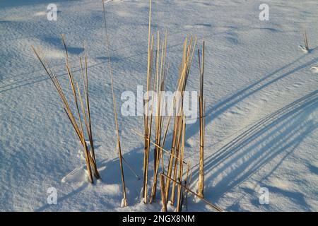 hiver, roseaux secs dans la neige, neige blanche, longues ombres Banque D'Images
