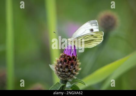 Papillon blanc à motif vert sur la fleur pourpre de la petite herbe Banque D'Images