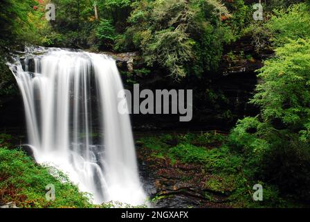 Une cascade sereine coule dans une forêt luxuriante Banque D'Images