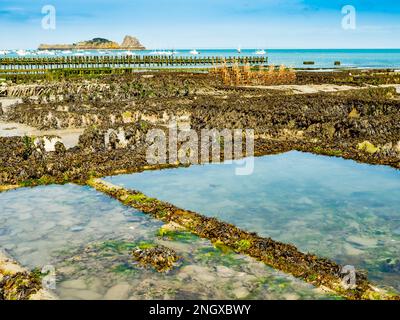 Vue imprenable sur la ferme d'huîtres à marée basse par une journée ensoleillée, côte de Cancale, Bretagne, France Banque D'Images