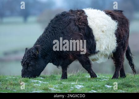 La vache Galloway brée paître sur de l'herbe enneigée par temps froid et sombre, avec une bande blanche distinctive et un manteau déchiqueté. Orienté vers la gauche. Yorkshire Banque D'Images