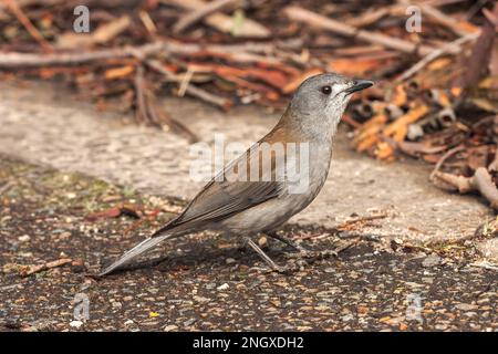 Grive grise, Colluriclina harmonica, adulte unique perché sur terre, Queensland, Australie Banque D'Images