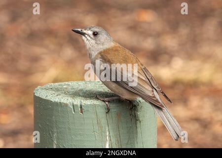 Grive grise, Colluriclina harmonica, adulte unique perché sur la poste, Queensland, Australie Banque D'Images