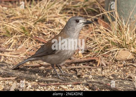 Grive grise, Colluriclina harmonica, adulte unique perché sur terre, Queensland, Australie Banque D'Images