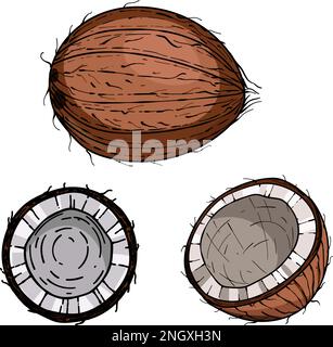 Noix de coco dessinées à la main. croquis de l'illustration de la nourriture tropicale vectorielle. Fruits de coco isolés sur fond blanc Illustration de Vecteur