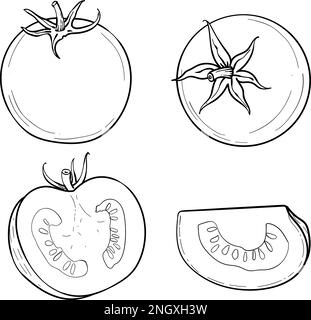 Une tomate dessinée à la main. Un ensemble d'esquisses avec des tomates tranchées, une tranche de tomates. L'illustration vectorielle est isolée sur un fond blanc. Illustration de Vecteur