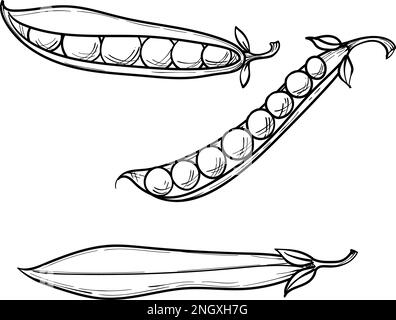 pois verts doux, gousse entière et petits pois, dessin vectoriel dessiné à la main Illustration de Vecteur