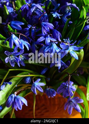 Bouquet de gouttes de neige dans un vase en céramique sur une table en bois à la lumière du soleil. Banque D'Images