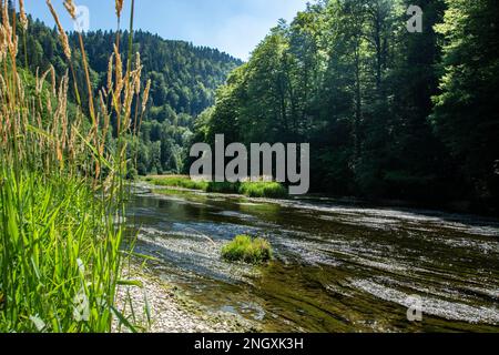 Blühende Natur am Grenzfluss Doubs Banque D'Images