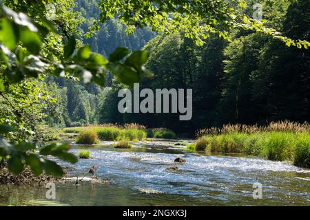 Blühende Natur am Grenzfluss Doubs Banque D'Images