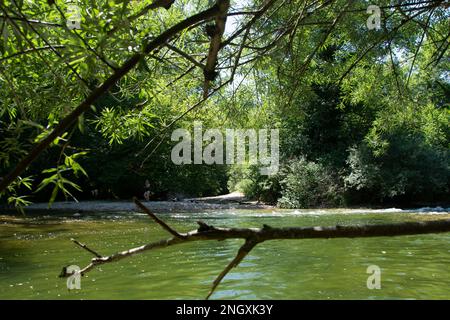 Blühende Natur am Grenzfluss Doubs Banque D'Images