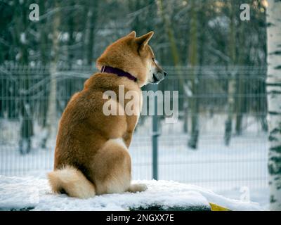 Le chien japonais à poil rouge est dans la forêt d'hiver. Portrait du magnifique Shiba inu mâle debout dans la forêt sur le fond de neige et d'arbres. Photo de haute qualité. Marchez en hiver Banque D'Images