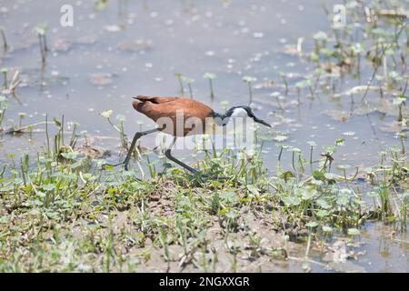 jacana africaine (Actophilornis africanus), également connue sous le nom de leureux-trotter Banque D'Images