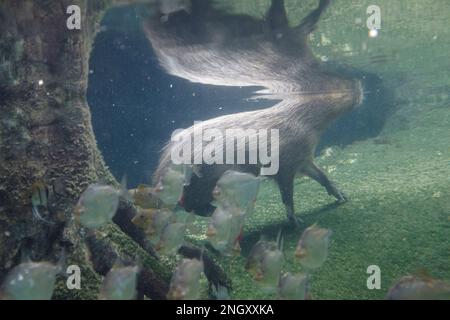 Capybara nageant sous l'eau sur une forêt inondée de poissons tropicaux Banque D'Images