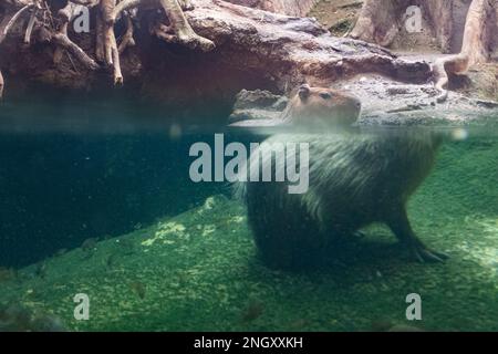 Capybara animal rongeur sauvage calme sur un étang d'eau dans une forêt inondée avec effet de réfraction fait par l'eau Banque D'Images