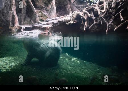 Capybara animal rongeur sauvage calme sur un étang d'eau dans une forêt inondée avec effet de réfraction fait par l'eau Banque D'Images