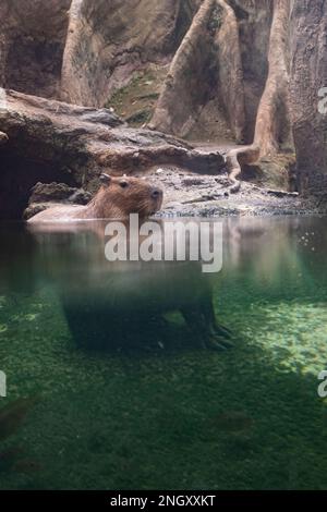 Capybara animal rongeur sauvage calme sur un étang d'eau dans une forêt inondée avec effet de réfraction fait par l'eau Banque D'Images