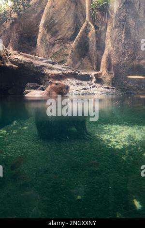 Capybara animal rongeur sauvage calme sur un étang d'eau dans une forêt inondée avec effet de réfraction fait par l'eau Banque D'Images