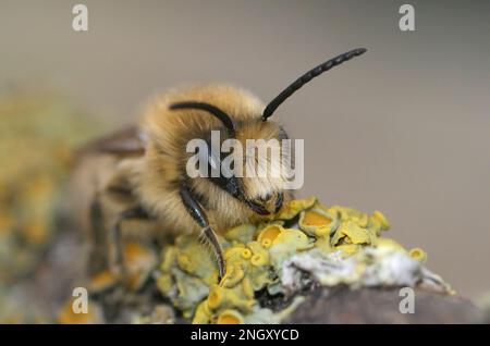 Gros plan frontal naturel d'une abeille minière de printemps mâle, Colletes cunicularius rampant sur une branche Banque D'Images