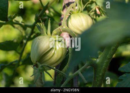 Des tomates vertes et non mûres sont accrochées à une brousse. grands fruits de légumes immatures. dans la plantation de légumes de serre avec des tomates et des concombres Banque D'Images