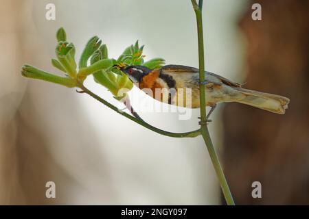 WESTERN Spinebill - Acanthorhynchus superciliosus honeyeater trouvé dans le sud-ouest de l'Australie, tête noire, dos gris et ailes, bec long incurvé, oiseau Banque D'Images