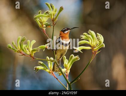 WESTERN Spinebill - Acanthorhynchus superciliosus honeyeater trouvé dans le sud-ouest de l'Australie, tête noire, dos gris et ailes, bec long incurvé, oiseau Banque D'Images