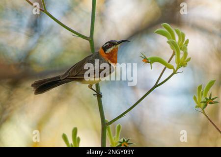 WESTERN Spinebill - Acanthorhynchus superciliosus honeyeater trouvé dans le sud-ouest de l'Australie, tête noire, dos gris et ailes, bec long incurvé, oiseau Banque D'Images