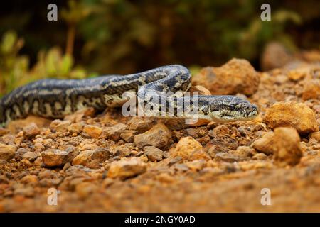 Tapis Python - Morelia spilota Grand serpent de Pythonidae trouvé en Australie, en Nouvelle-Guinée, dans l'archipel de Bismarck et dans le nord des îles Salomon. Serpent Banque D'Images