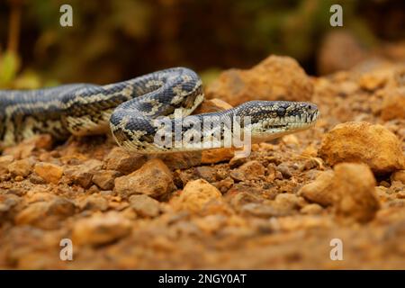 Tapis Python - Morelia spilota Grand serpent de Pythonidae trouvé en Australie, en Nouvelle-Guinée, dans l'archipel de Bismarck et dans le nord des îles Salomon. Serpent Banque D'Images