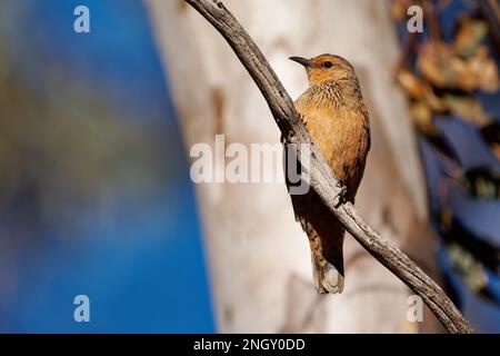 Treecreeper rufous - Climatercis rufus oiseau en Climacidae, endémique à l'Australie, les habitats naturels sont tempérés et subtropicaux ou tropicaux humides Banque D'Images